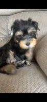 Glory, a female Yorkshire Terrier for sale in Glendale, AZ – 3 of 3