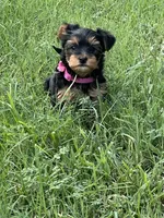 Lil Belle, a female Yorkshire Terrier for sale in Glendale, AZ – 2 of 9