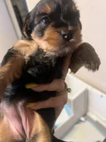 Lil Belle, a female Yorkshire Terrier for sale in Glendale, AZ – 7 of 10