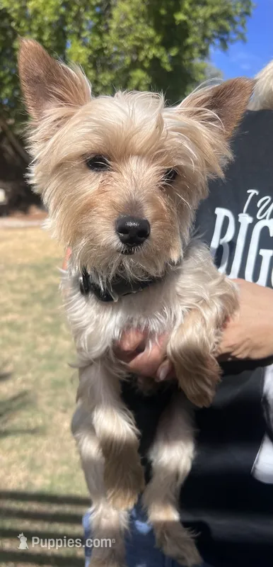 Max – Yorkshire Terrier puppy for sale in Glendale, AZ