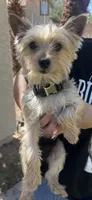 Max, a male Yorkshire Terrier for sale in Glendale, AZ – 2 of 3