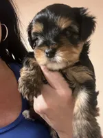 Bitty, a female Yorkshire Terrier for sale in Glendale, AZ – 2 of 6
