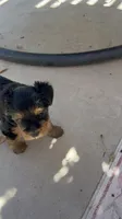 Lil Belle, a female Yorkshire Terrier for sale in Glendale, AZ – 10 of 10