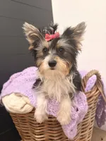 Georgia, a female Yorkshire Terrier for sale in Glendale, AZ – 2 of 3