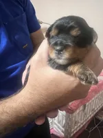 Bitty, a female Yorkshire Terrier for sale in Glendale, AZ – 5 of 6