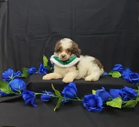 Domino, a male Poodle - Toy  for sale in Bay Minette, AL – 2 of 3