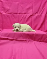 Missy, a female Maltipoo for sale in Bay Minette, AL – 1 of 3