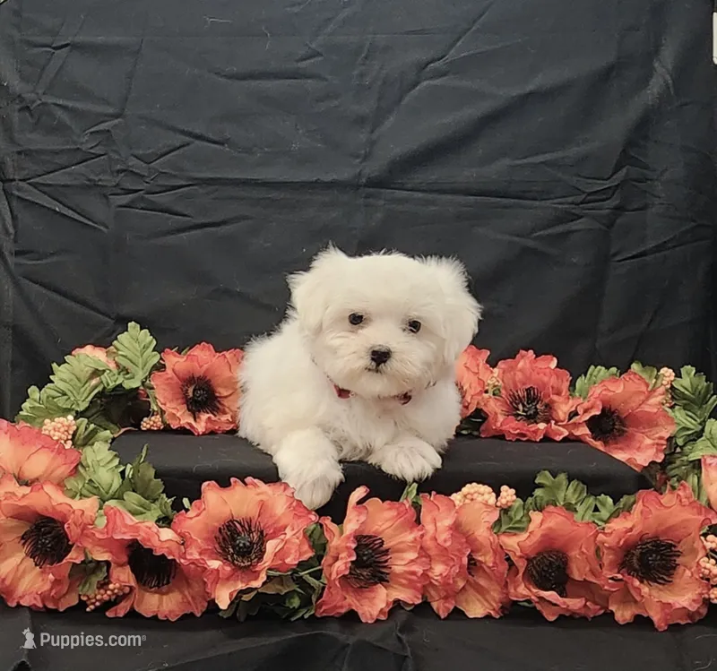 Romeo – Maltese puppy for sale in Bay Minette, AL