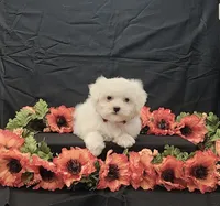 Romeo, a male Maltese for sale in Bay Minette, AL – 1 of 3