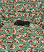 Elvis, a male Yorkshire Terrier for sale in Bay Minette, AL – 3 of 3