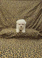Mickey, a male Maltese for sale in Bay Minette, AL – Photo 2 of 3