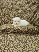 Mickey, a male Maltese for sale in Bay Minette, AL – Photo 1 of 3