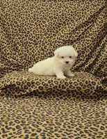 Mickey, a male Maltese for sale in Bay Minette, AL – Photo 3 of 3