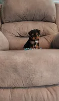 Minnie, a female Yorkshire Terrier for sale in Bay Minette, AL – 3 of 3