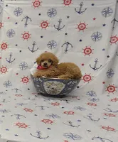 Autumn, a female Poodle - Toy  for sale in Bay Minette, AL – 3 of 3