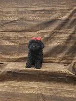 Lola, a female Poodle - Toy  for sale in Bay Minette, AL – 3 of 3