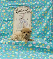 Delilah, a female Maltipoo for sale in Bay Minette, AL – Photo 2 of 3