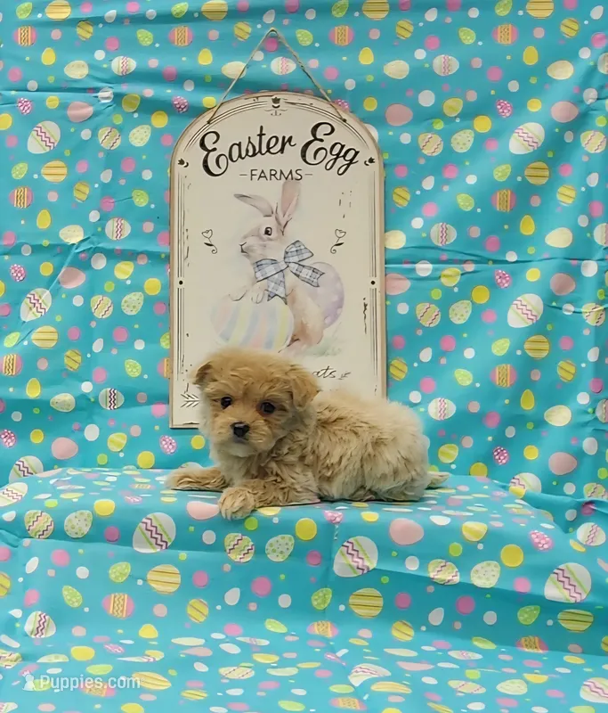 Delilah – Maltipoo puppy for sale in Bay Minette, AL