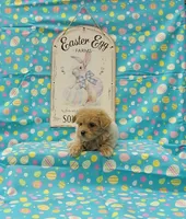 Delilah, a female Maltipoo for sale in Bay Minette, AL – Photo 3 of 3