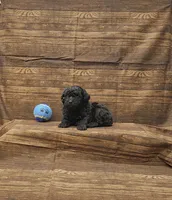 Luka, a male Poodle - Toy  for sale in Bay Minette, AL – 2 of 3