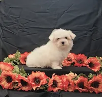 Juliet, a female Maltese for sale in Bay Minette, AL – 3 of 3