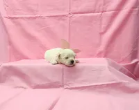 Molly, a female Maltese for sale in Bay Minette, AL – 3 of 3
