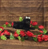 Wendy, a female Poodle - Toy  for sale in Bay Minette, AL – 2 of 3