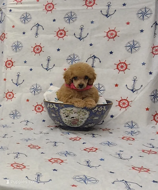 Autumn – Poodle - Toy  puppy for sale in Bay Minette, AL
