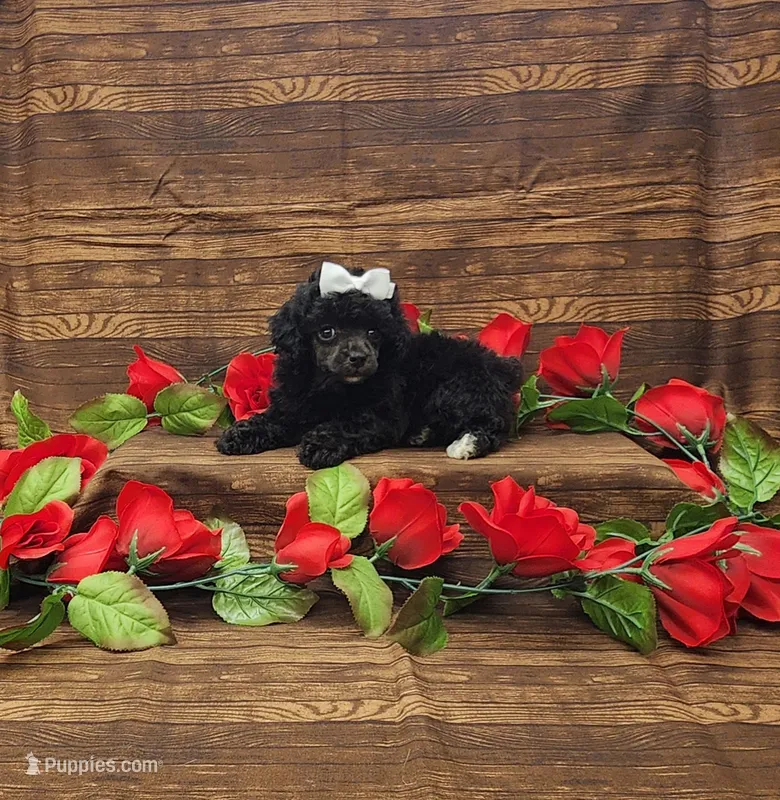 Wendy – Poodle - Toy  puppy for sale in Bay Minette, AL