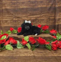 Wendy, a female Poodle - Toy  for sale in Bay Minette, AL – 1 of 3