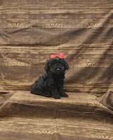 Lola, a female Poodle - Toy  for sale in Bay Minette, AL – 2 of 3