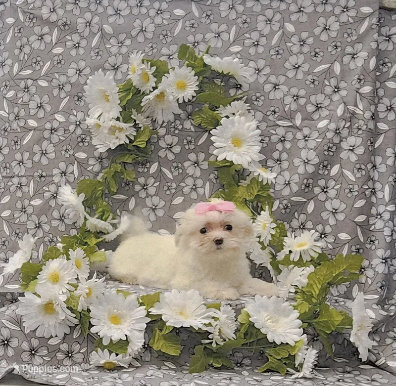 Daisy – Maltese puppy for sale in Bay Minette, AL