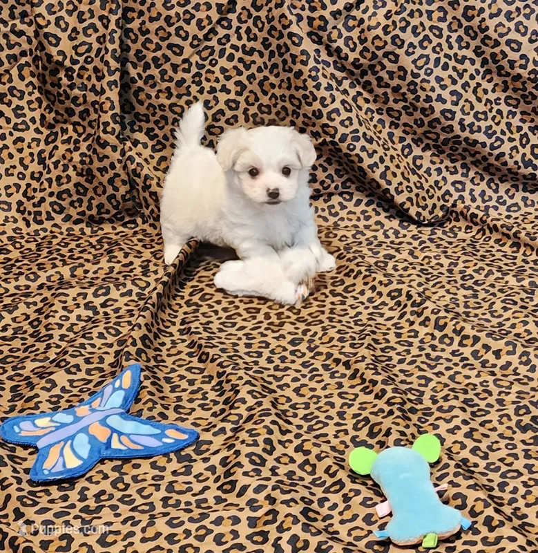 Missy – Maltipoo puppy for sale in Bay Minette, AL