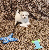 Missy, a female Maltipoo for sale in Bay Minette, AL – 1 of 3