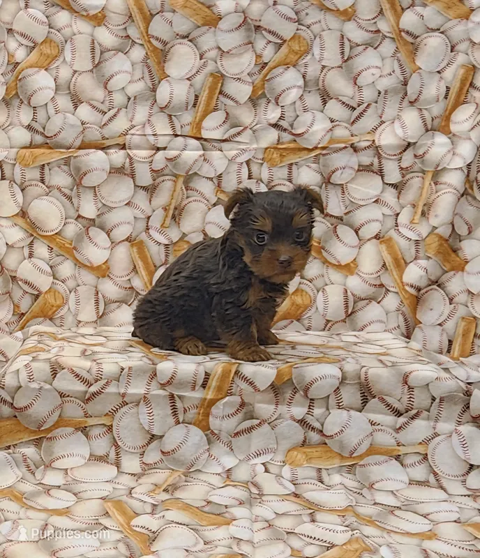 Jagger – Yorkshire Terrier puppy for sale in Bay Minette, AL