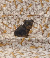 Jagger, a male Yorkshire Terrier for sale in Bay Minette, AL – 1 of 3