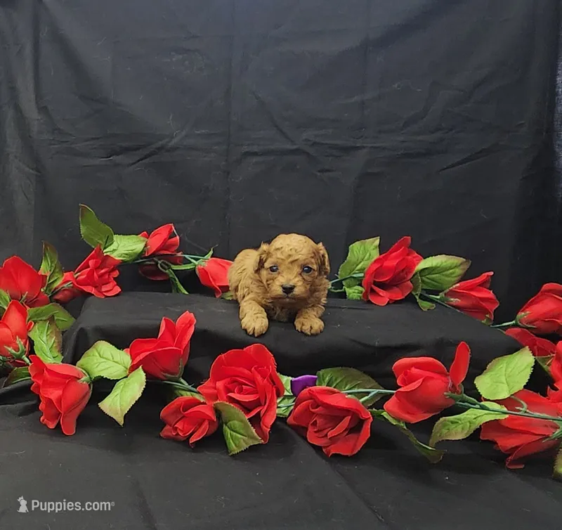 Rosie – Poodle - Toy  puppy for sale in Bay Minette, AL
