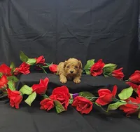 Rosie, a female Poodle - Toy  for sale in Bay Minette, AL – 1 of 3