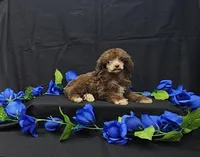 Fudge, a male Poodle - Toy  for sale in Bay Minette, AL – 2 of 3