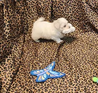 Missy, a female Maltipoo for sale in Bay Minette, AL – 2 of 3