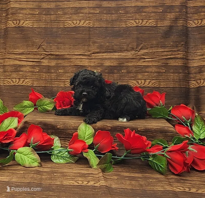 Cooper – Poodle - Toy  puppy for sale in Bay Minette, AL