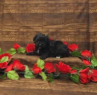 Cooper, a male Poodle - Toy  for sale in Bay Minette, AL – 1 of 3