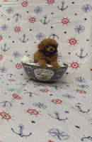 Rosie, a female Poodle - Toy  for sale in Bay Minette, AL – 2 of 3