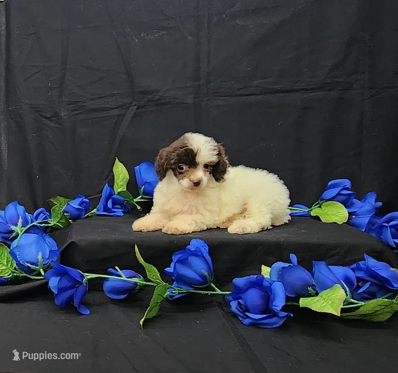 Patches – Poodle - Toy  puppy for sale in Bay Minette, AL