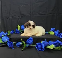 Patches, a female Poodle - Toy  for sale in Bay Minette, AL – 1 of 3