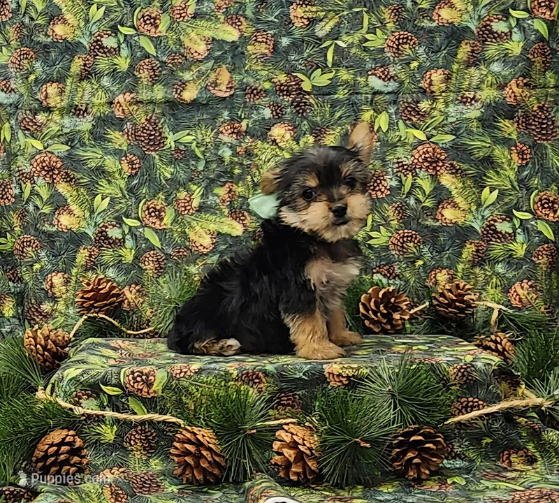 Hank – Yorkshire Terrier puppy for sale in Bay Minette, AL