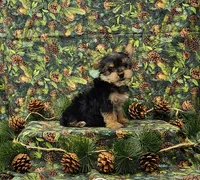 Hank, a male Yorkshire Terrier for sale in Bay Minette, AL – 1 of 3