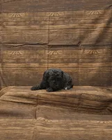Layla, a female Poodle - Toy  for sale in Bay Minette, AL – 2 of 3