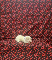 Prissy, a female Maltipoo for sale in Bay Minette, AL – 3 of 3