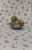 Charlie, a male Poodle - Toy  for sale in Bay Minette, AL – 3 of 3
